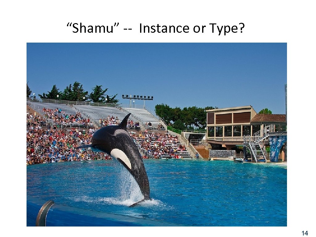“Shamu” -- Instance or Type? 14 