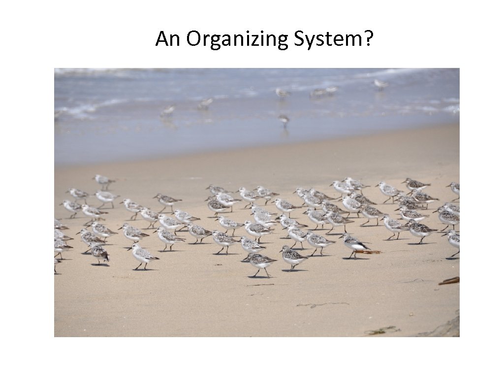An Organizing System? 