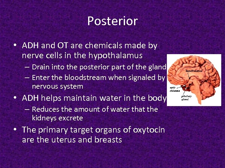 Posterior • ADH and OT are chemicals made by nerve cells in the hypothalamus