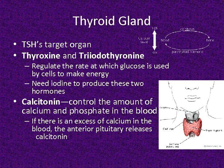 Thyroid Gland • TSH’s target organ • Thyroxine and Triiodothyronine – Regulate the rate