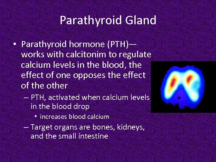 Parathyroid Gland • Parathyroid hormone (PTH)— works with calcitonim to regulate calcium levels in