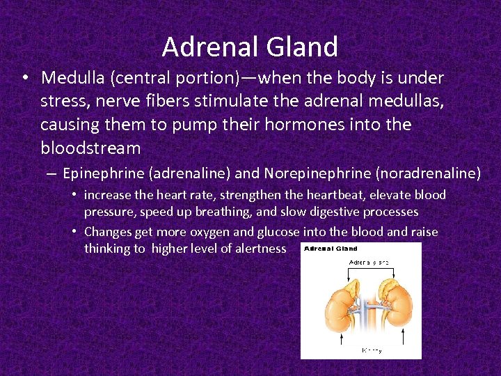 Adrenal Gland • Medulla (central portion)—when the body is under stress, nerve fibers stimulate