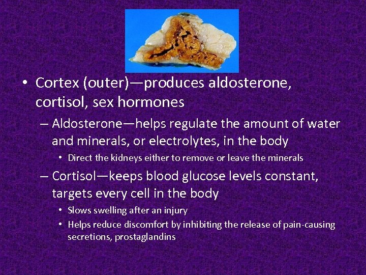  • Cortex (outer)—produces aldosterone, cortisol, sex hormones – Aldosterone—helps regulate the amount of