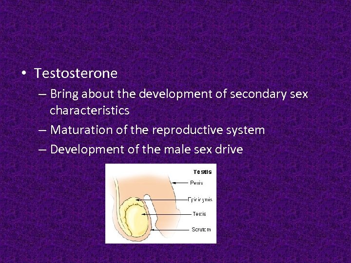  • Testosterone – Bring about the development of secondary sex characteristics – Maturation