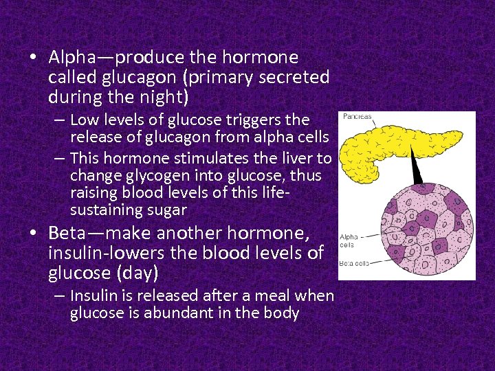  • Alpha—produce the hormone called glucagon (primary secreted during the night) – Low