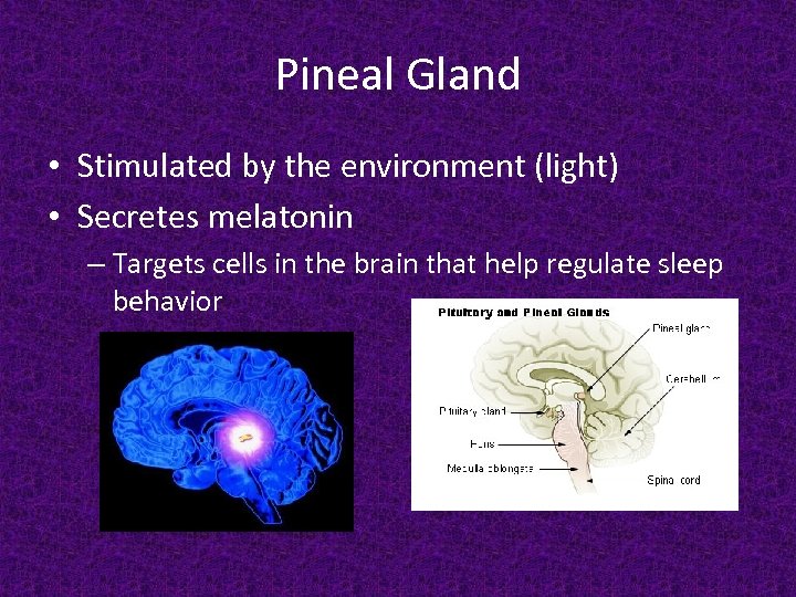 Pineal Gland • Stimulated by the environment (light) • Secretes melatonin – Targets cells