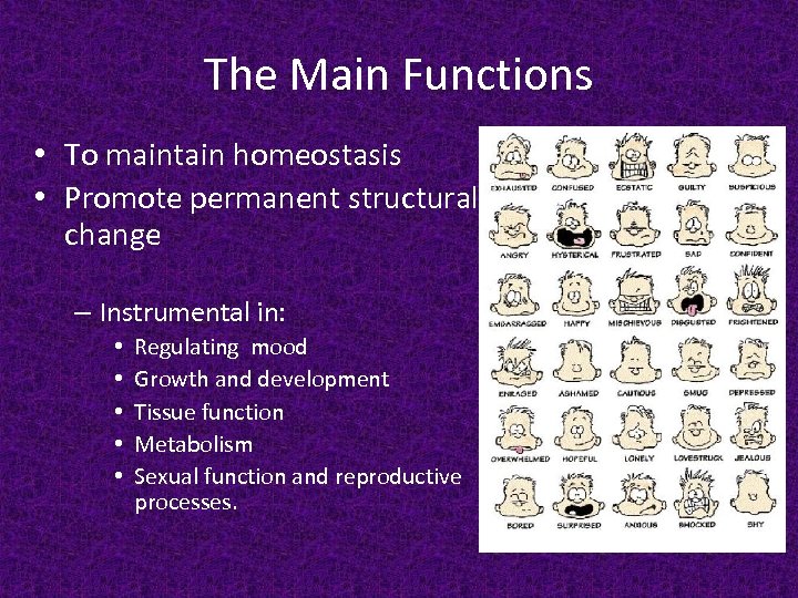 The Main Functions • To maintain homeostasis • Promote permanent structural change – Instrumental