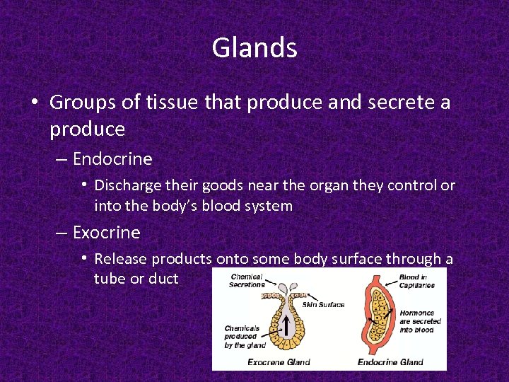 Glands • Groups of tissue that produce and secrete a produce – Endocrine •