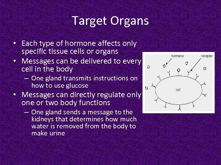 Target Organs • Each type of hormone affects only specific tissue cells or organs