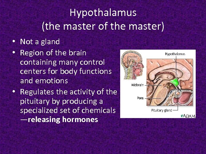 Hypothalamus (the master of the master) • Not a gland • Region of the