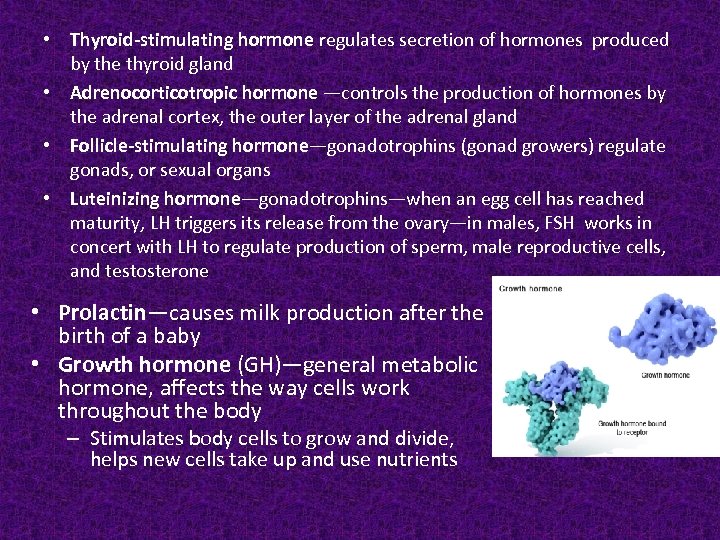 • Thyroid-stimulating hormone regulates secretion of hormones produced by the thyroid gland •