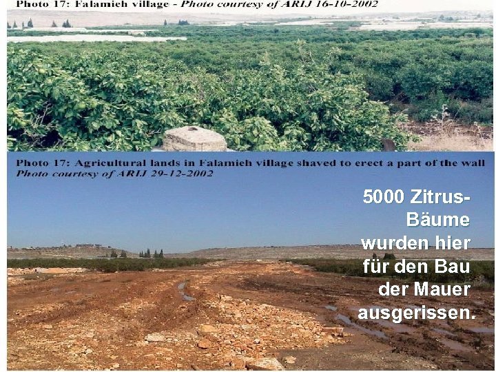 5000 Zitrus. Bäume wurden hier für den Bau der Mauer ausgerissen. 