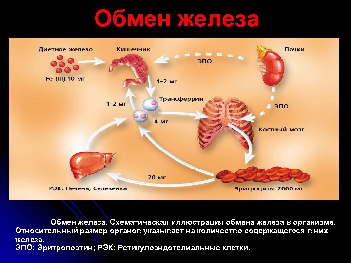 Обмен железа. Показатели обмена железа в организме. Нарушение обмена железа. Схематически обмен железа в организме. Обмен железа схематическая иллюстрация.