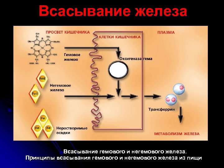 Всасывание железа Всасывание гемового и негемового железа. Принципы всасывания гемового и негемового железа из