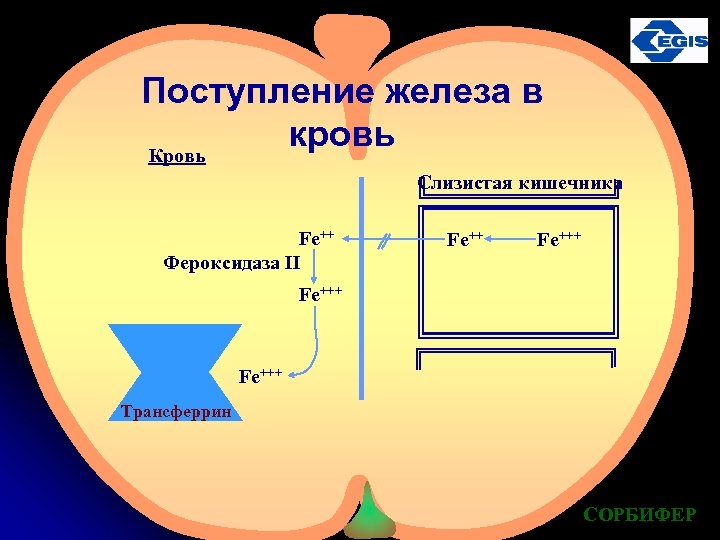 Поступление железа в кровь Кровь Слизистая кишечника Fe++ Фероксидаза II Fe+++ Трансферрин СОРБИФЕР 