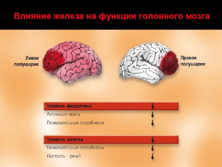Влияние железа на функции головного мозга 