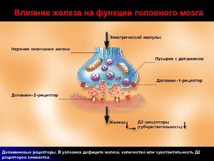Влияние железа на функции головного мозга Допаминовые рецепторы. В условиях дефицита железа, количество или