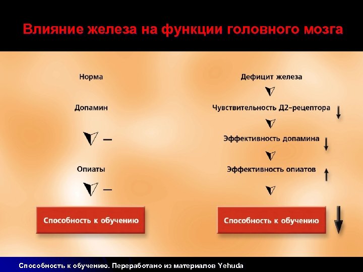 Влияние железа на функции головного мозга Способность к обучению. Переработано из материалов Yehuda 