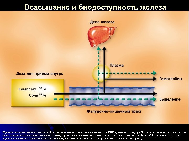 Всасывание и биодоступность железа Принцип методики двойных изотопов. Радиоактивно меченые простая соль железа или