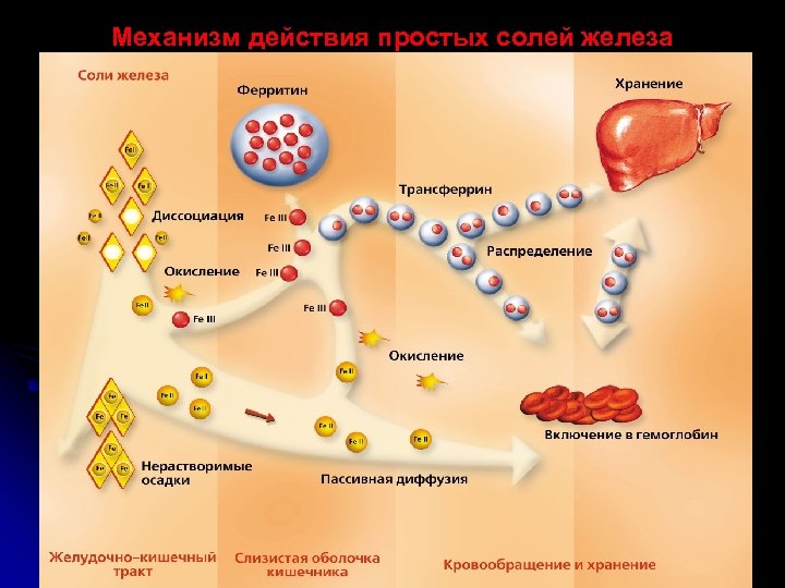 Механизм действия простых солей железа 