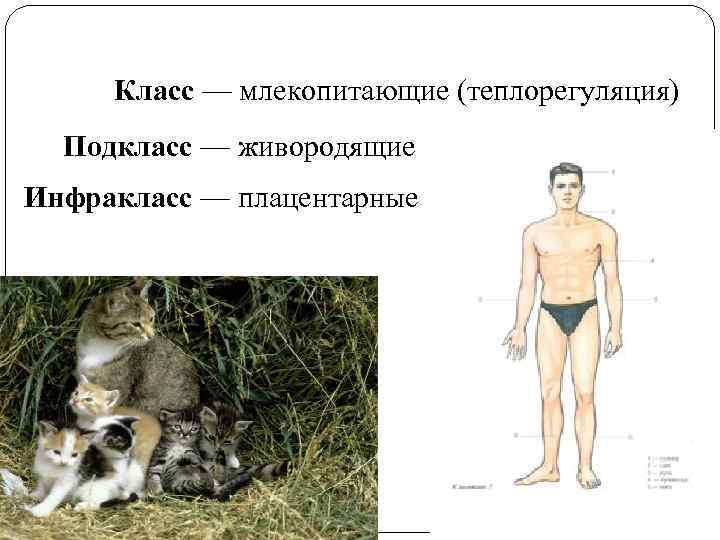 Класс — млекопитающие (теплорегуляция) Подкласс — живородящие Инфракласс — плацентарные 