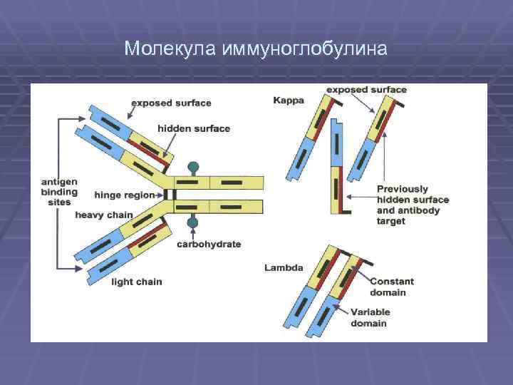 Молекула иммуноглобулина 