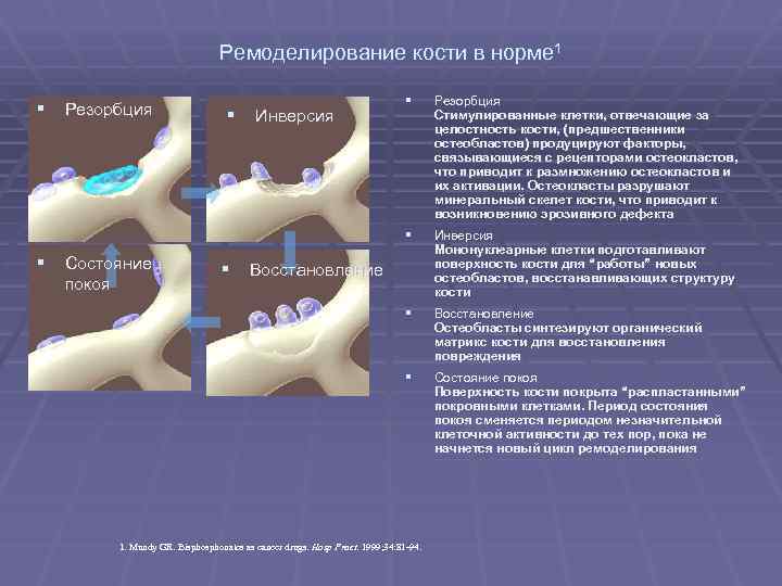 Ремоделирование кости в норме 1 покоя Резорбция Стимулированные клетки, отвечающие за клетки, целостность кости,