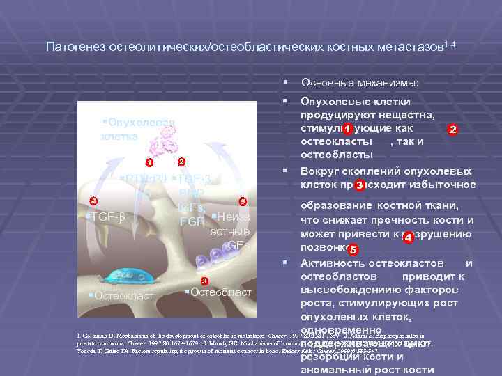 Патогенез остеолитических/остеобластических костных метастазов 1 -4 § Основные механизмы: § Опухолевые клетки §Опухолевая клетка