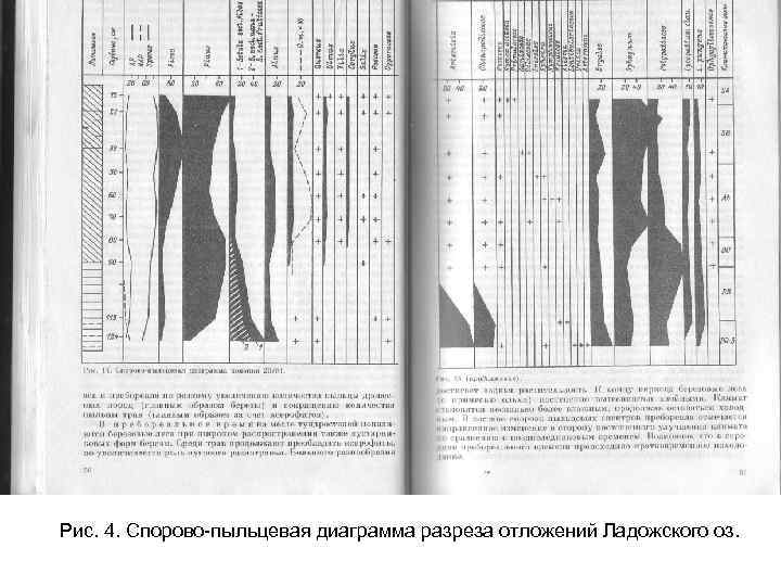 Рис. 4. Спорово-пыльцевая диаграмма разреза отложений Ладожского оз. 