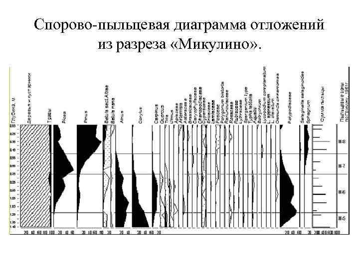 Спорово-пыльцевая диаграмма отложений из разреза «Микулино» . 