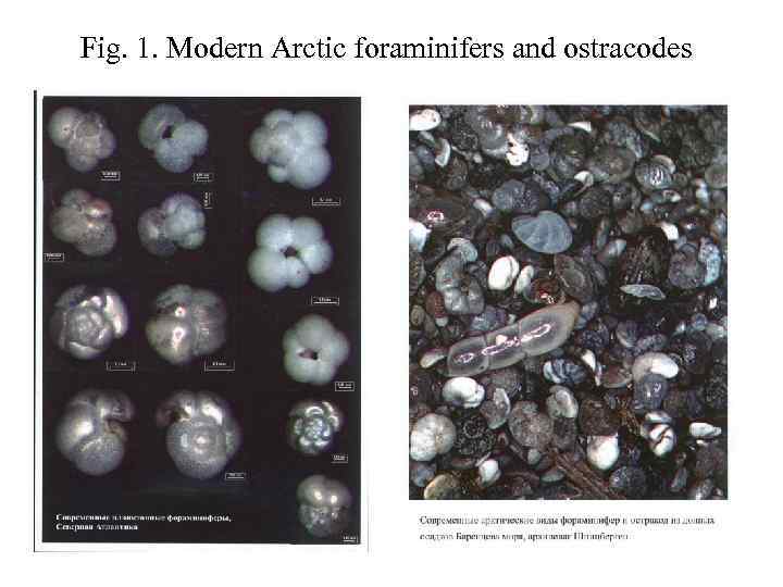 Fig. 1. Modern Arctic foraminifers and ostracodes 
