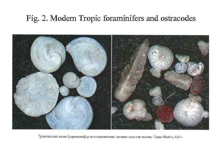 Fig. 2. Modern Tropic foraminifers and ostracodes 