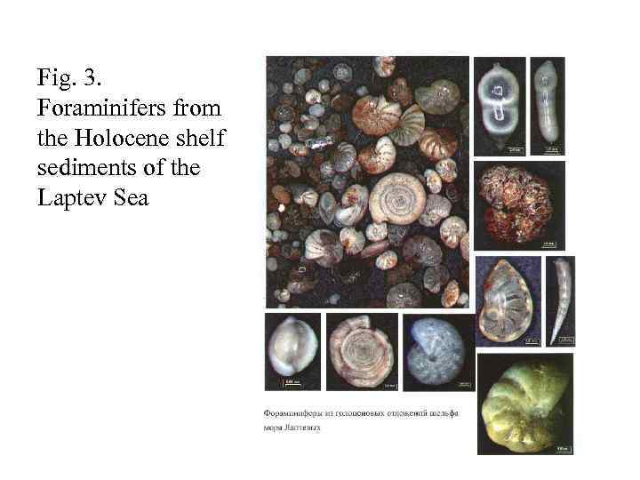 Fig. 3. Foraminifers from the Holocene shelf sediments of the Laptev Sea 