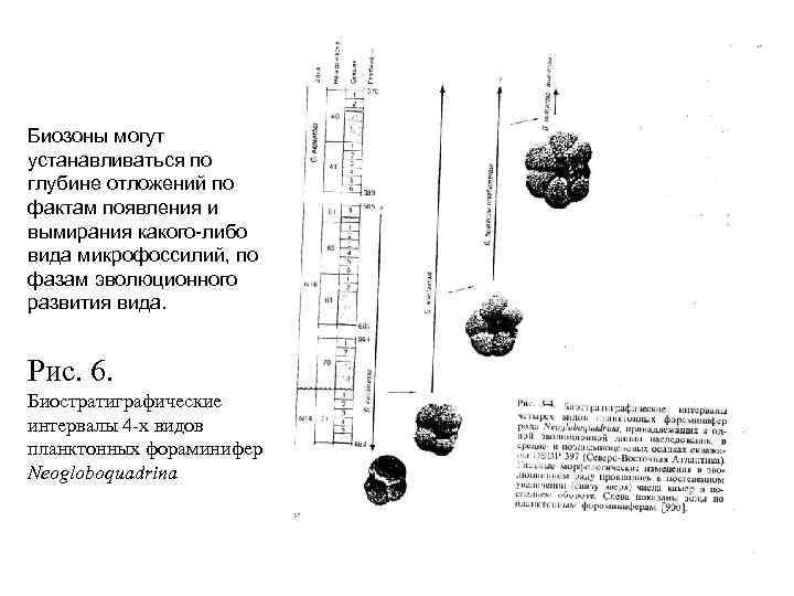 Биозоны могут устанавливаться по глубине отложений по фактам появления и вымирания какого-либо вида микрофоссилий,