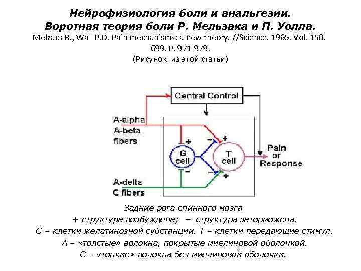 Теория контроля. Схема воротного контроля боли. Теория воротного контроля боли. Механизм воротного контроля боли. Теория воротного контроля Мелзака и Уолла.