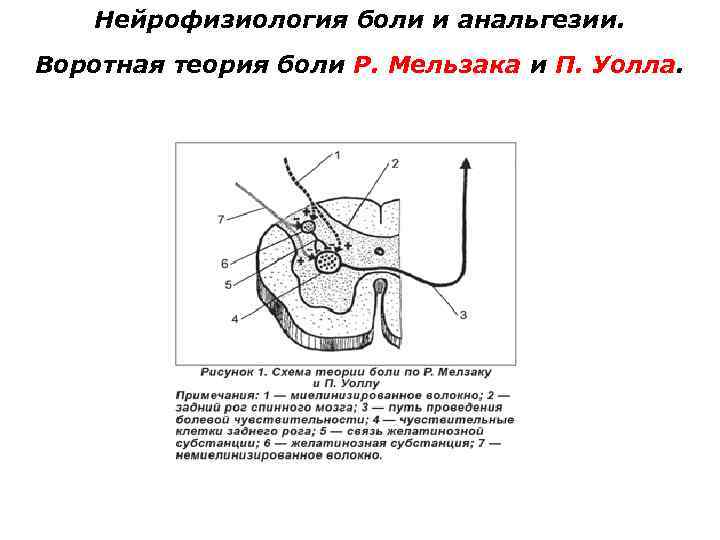 Нейрофизиология боли и анальгезии. Воротная теория боли Р. Мельзака и П. Уолла. 