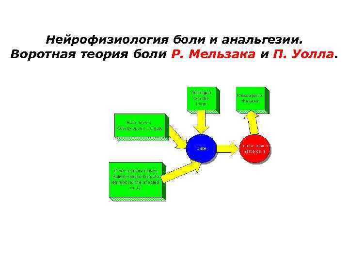 Нейрофизиология боли и анальгезии. Воротная теория боли Р. Мельзака и П. Уолла. 