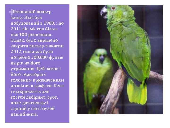 + Пташиний вольєр замку Лідс був побудований в 1980, і до 2011 він містив