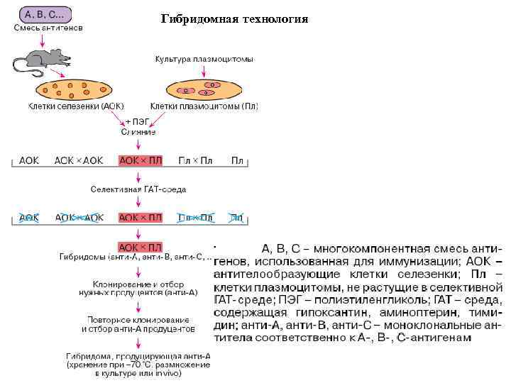 Гибридомная технология 