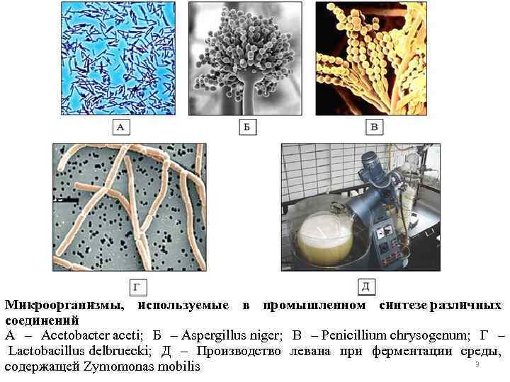 Микроорганизмы, используемые в промышленном синтезе различных соединений А – Аcetobacter aceti; Б – Aspergillus