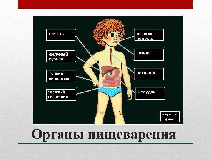 Органы пищеварения 