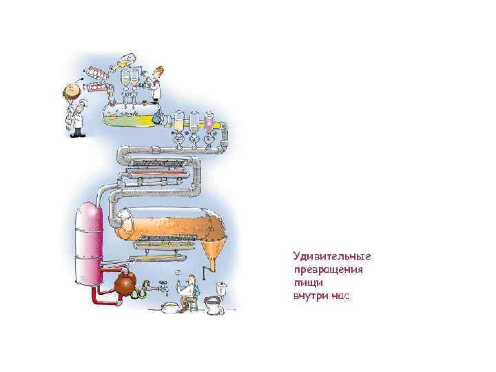 Удивительные превращения пищи внутри нас 