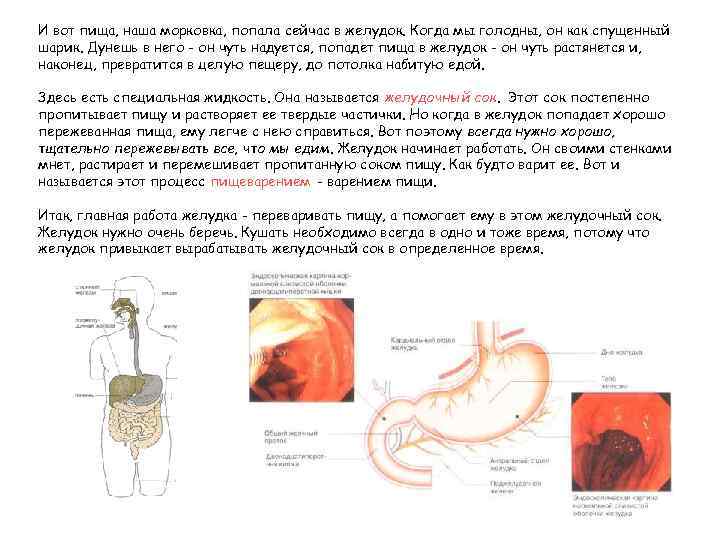 И вот пища, наша морковка, попала сейчас в желудок. Когда мы голодны, он как