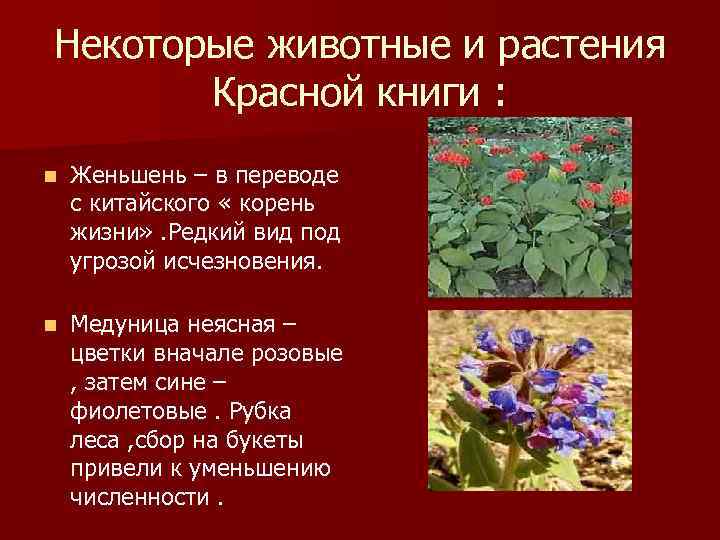 Презентация на тему растения