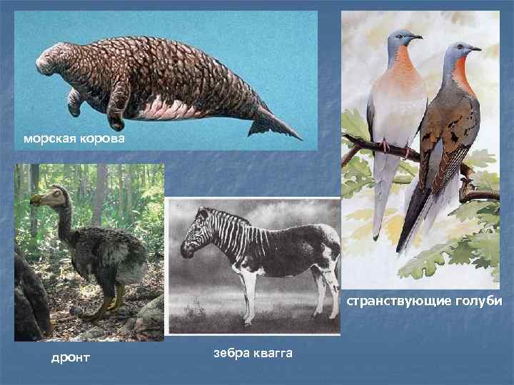 морская корова странствующие голуби дронт зебра квагга 