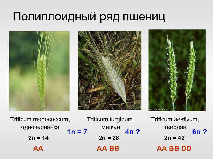 Полиплоидный ряд пшениц Triticum monococcum, однозернянка Triticum turgidum, мягкая Triticum aestivum, твердая 2 n