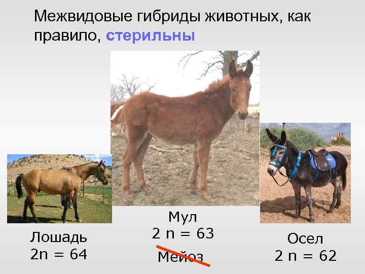 Межвидовые гибриды животных, как правило, стерильны Нет гомологичных хромосом Лошадь 2 n = 64