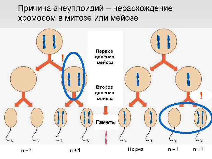 Нерасхождение гомологичных хромосом в мейозе