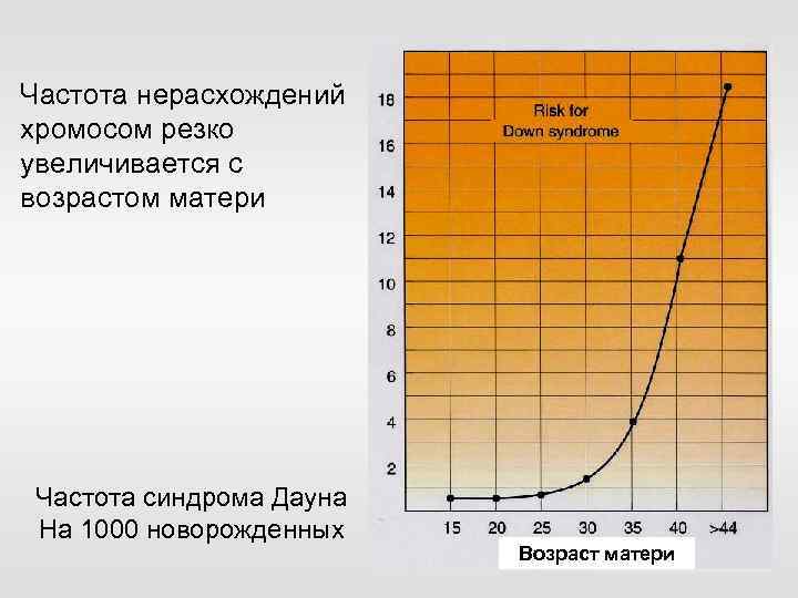 Частота нерасхождений хромосом резко увеличивается с возрастом матери Частота синдрома Дауна На 1000 новорожденных