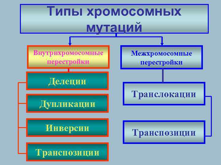 Типы хромосомных мутаций Внутрихромосомные перестройки Межхромосомные перестройки Делеции Дупликации Инверсии Транспозиции Транслокации Транспозиции 